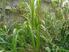 66 Perches Land for Sale in Narammala