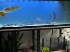 6 Feet Fish Tank