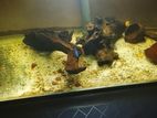 6 Feet Fish Tank