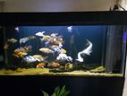 6ft Fish Tank