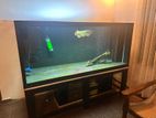 6ft Fish Tank