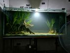 6ft Fish Tank (මාළු ටැංකිය)