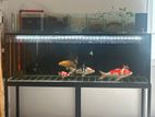 6ft Fish Tank with Fishes