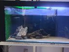 6ft Tank with Filters Fish's and Accessories