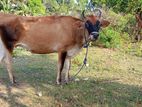 Farm Cow