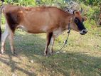 Farm Cow