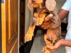 6o days dashhund puppy