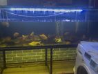 6x2x2 Ft Aquarium with Top Sump Full Set