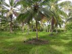 7 ACERS COCONUT LAND FOR SALE KULIYAPITIYA TI2131