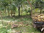7-Acre Coconut Paddy Estate for Lease – Nittabuwa