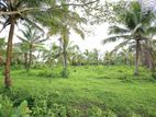 7 Acres Coconut & Cinnamon Land for Sale @ Bandaragama