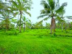 7 Acres Coconut & Cinnamon Land for Sale Bandaragama