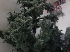 7 Feet Christmas Tree