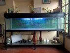 7 Feet Fish Tank
