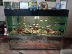 Fish with 7 Feet Tank Full Setup