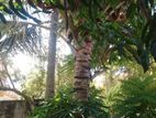 7 Land for sale Near galle road
