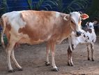 7 லிட்டர் பால் மாடு