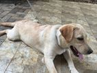 Female Labrador Puppy