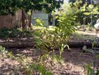 7 Perches Land for Sale in Peter's Dehiwala Seaside