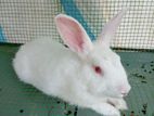 Rabbits with Cage