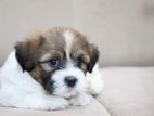 Shihtzu Puppies