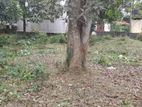 70 P Land for Sale Wickramasingha Pura Battaramulla