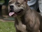 American Bully XL Female