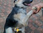 German Shepherd Dog