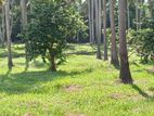 71 Acre Cultivated Land for Sale in Kurunegala - CL435