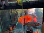7*2*2 Fish tank 12mm clear glass Selling