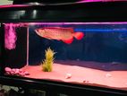 7*2*2 Fish Tank with Stand and Fishes