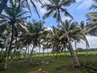 74P Coconut Land for Sale - Wariyapola, Mamunuwa