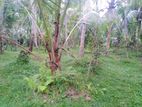 74P Cultivated Land, Sale in Kahambiliyawatta Rd, Bandaragama (SL 11039)