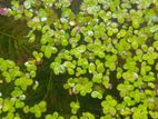 75 Fish tank plant