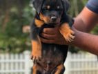 Rottweiler Puppy