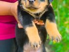 Rottweiler Puppies