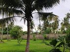 75P (up to 1 Acre for Sale) Land Sale in Negombo, David Watta Road