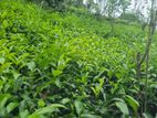 760 perches tea land for sale in Alawathugoda (SSPL-468)