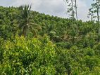 7.75 Acres Tea and Cinnamon Land for Sale in Ampegama, Galle