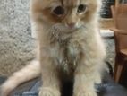 Persian Kitten
