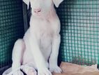 Great Dane Dog Breed Puppy