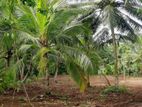 78 Perches of Valuable Land for Sale in Halpe, Mirigama.