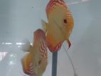 Discus Fish