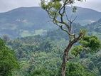 79 Perches land for sale at Hindagala, Kandy