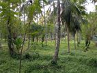 8 Acars Coconut Land Katunayaka Negombo Dagonna