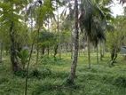 8 Acars Coconut Land Katunayaka Negombo Dagonna