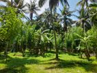8 acres of fertile coconut land for sale in Rabukkana.