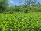 8 Acres Tea Planted Land for Sale in Matugama, Agalawatta