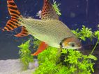 8 Inch Flagtail Fish