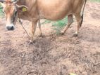 Farm Cow